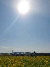 서귀포시 사계리 유채꽃밭, 봄의 낭만을 만끽하세요! 🌼✨