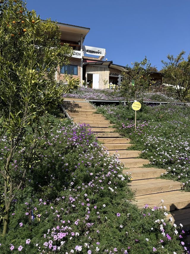 สวนส้มของฉัน my garden
