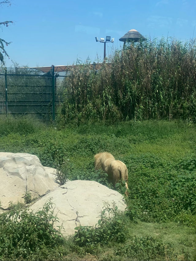 Have fun at the Dubai safari park ✨