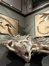 Step Back in Time: Explore the Dinosaurs of Vienna’s Natural History Museum
