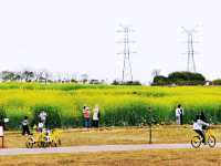 陌上花園浪漫花海