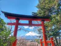 Mt. Fuji in a Day: Cherry Blossoms and Scenic Views