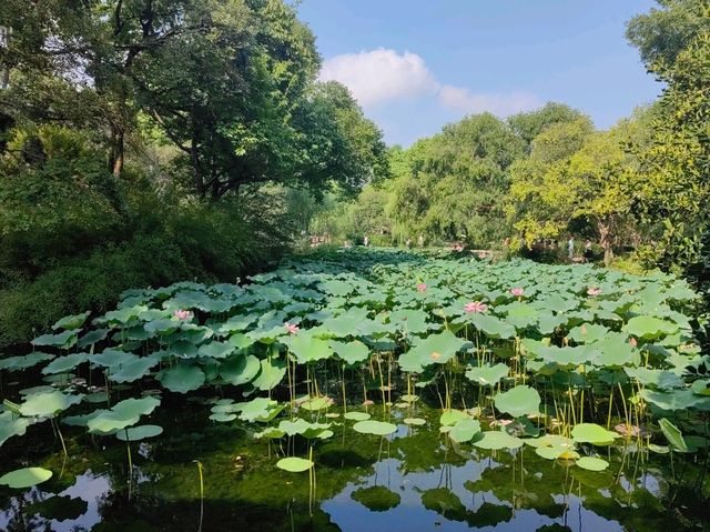 Suzhou Gardens