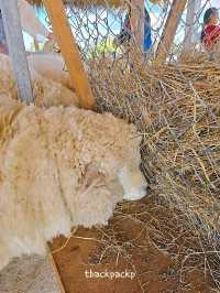 Abonzo ฟาร์มแกะสุดCute ที่เชียงราย 🐏🐑