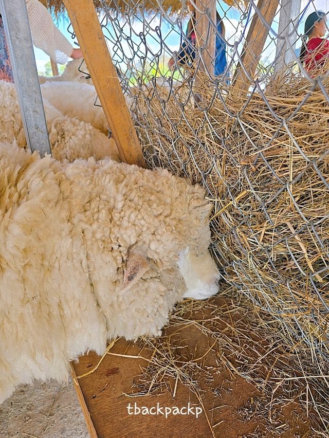 Abonzo ฟาร์มแกะสุดCute ที่เชียงราย 🐏🐑