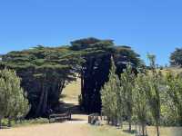 塔斯馬尼亞  瑪麗亞島旅遊全攻略：野生動物天堂與世界遺產秘境