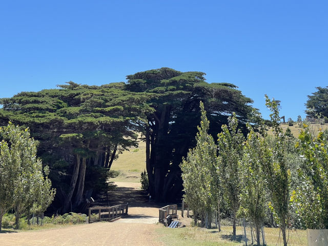 塔斯馬尼亞  瑪麗亞島旅遊全攻略：野生動物天堂與世界遺產秘境