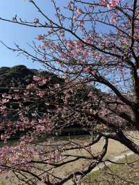 「河津桜並木｜早春を彩る桜のトンネル」