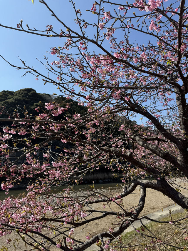 「河津桜並木｜早春を彩る桜のトンネル」