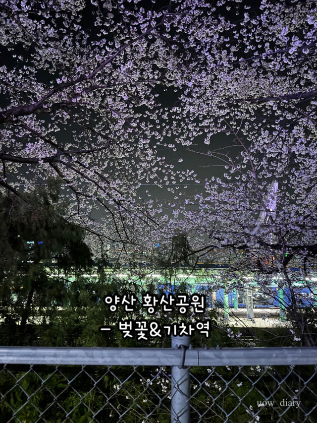 봄이 오면 달려가야하는 부산근교 봄꽃 명소