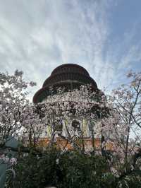 🌸 櫻花盛開，淡水無極天元宮的夢幻之旅 🌸