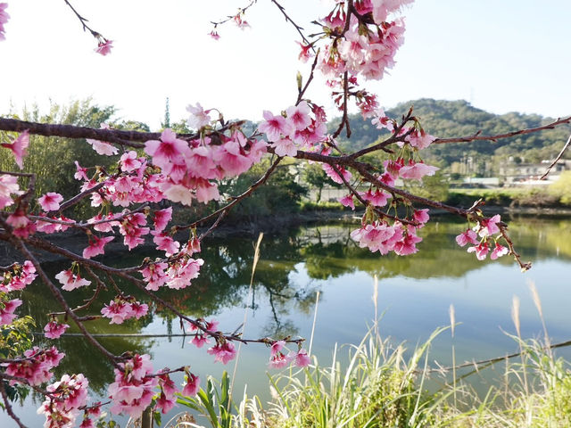 關西櫻花祕境櫻花美景