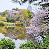 Shinjuku Gyoen: A Sakura Wonderland in the Heart of Tokyo 🇯🇵