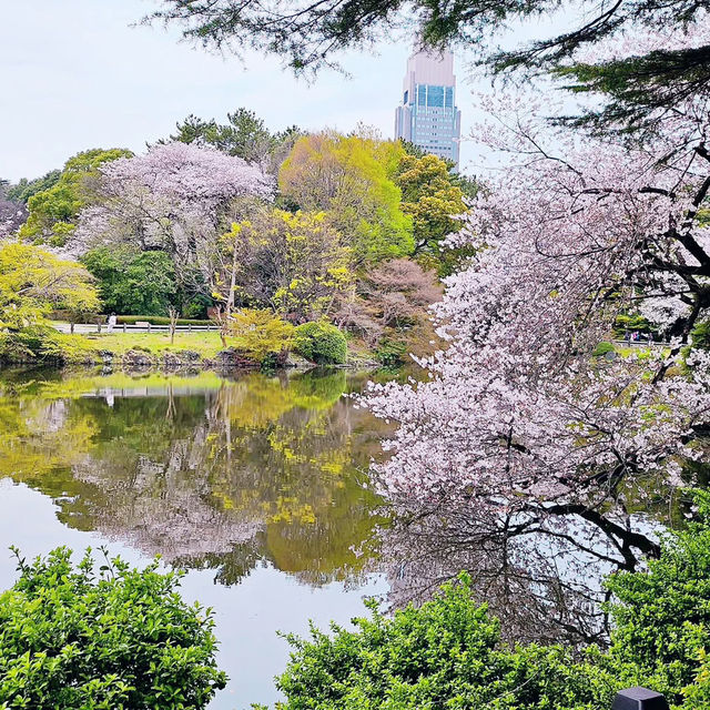 Shinjuku Gyoen: A Sakura Wonderland in the Heart of Tokyo 🇯🇵