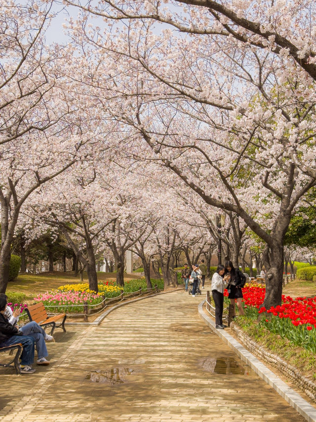 벚꽃&튤립을 함께 볼 수 있는 호수 공원🌸🌷 