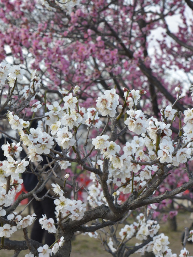 京都梅小路公園的早櫻：難以忘懷的絕景 🌸✨