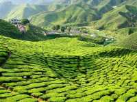 Cameron Highlands: A Cool Retreat Amidst Lush Greenery