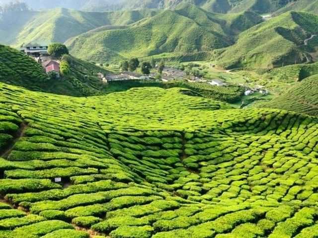 Cameron Highlands: A Cool Retreat Amidst Lush Greenery