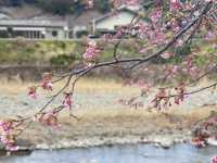 Kawazu Zakura จุดชมซากุระสีชมพูที่บานก่อนใคร