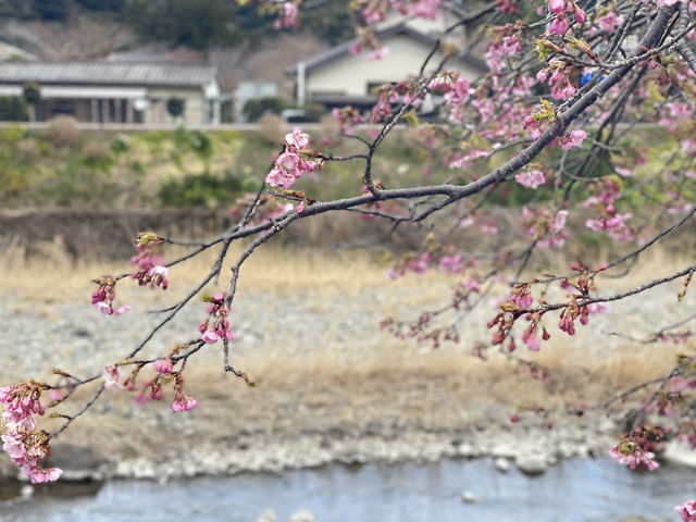 Kawazu Zakura จุดชมซากุระสีชมพูที่บานก่อนใคร