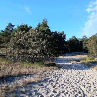 Loonse en Drunense Duinen