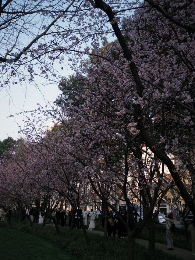 上海｜沒想到都開了花了 3.10實況🌸