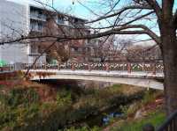 Yamazaki River Four Seasons Road (山崎川四季の道)