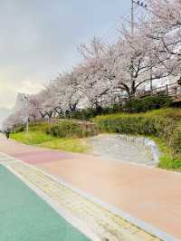 인생사진 득템, 부산의 벚꽃 강변길 여행코스는 여기가 딱이야!🌸🌸