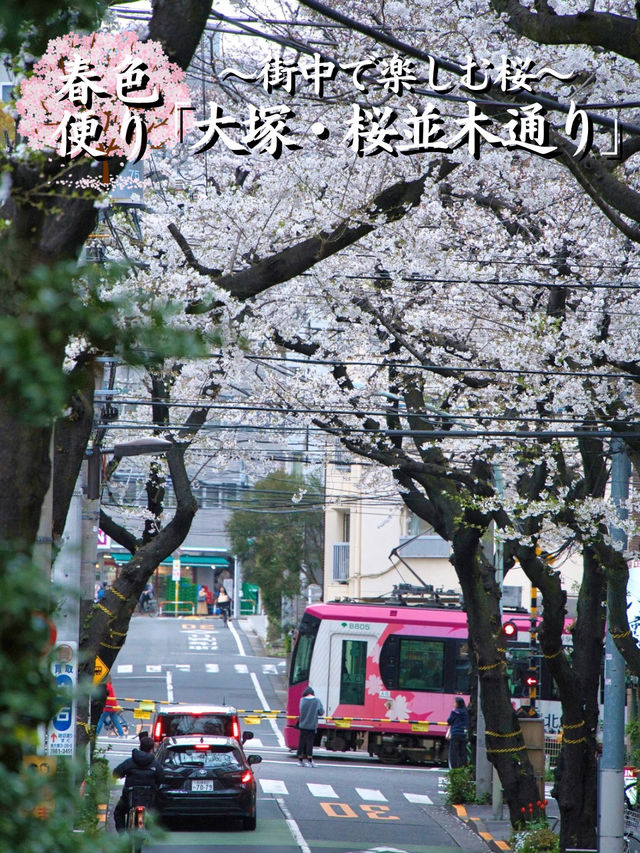 【東京】行かなきゃそんな‼️桜のトンネルを歩こう🚶‍♀️※周辺観光情報付き