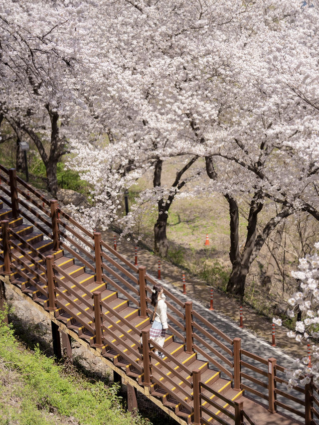 🌸벚꽃시즌🌸하동 벚꽃놀이 코스이대로💗
