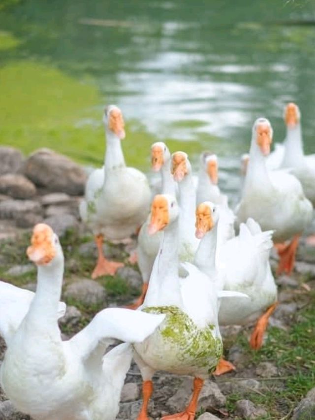 เที่ยวสวนผึ้งราชบุรี ที่ Alpacahill