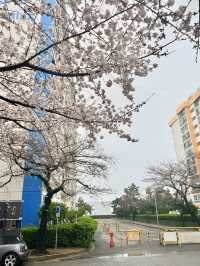 釜山｜櫻花秘境南川洞 整個社區都被櫻花樹包圍