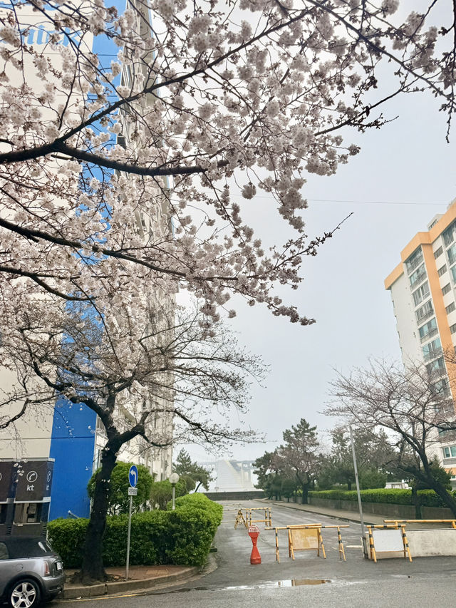 釜山｜櫻花秘境南川洞 整個社區都被櫻花樹包圍