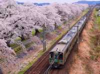 Chasing Sakura at Shibata Senokyo Bridge