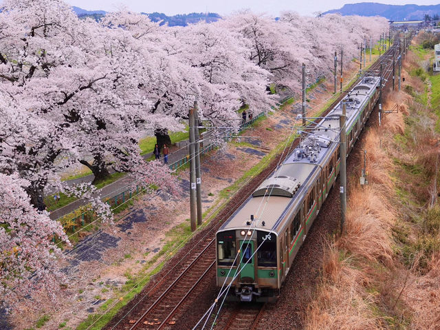 Chasing Sakura at Shibata Senokyo Bridge