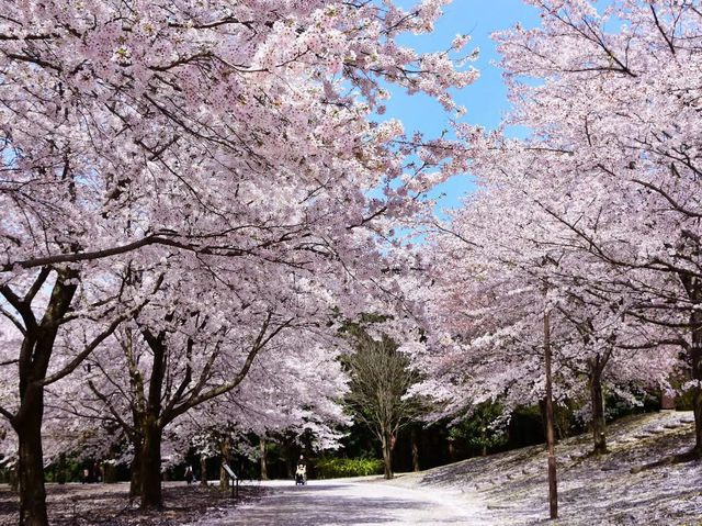 Chasing Sakura at Tottori Hanaikairo Flower Park