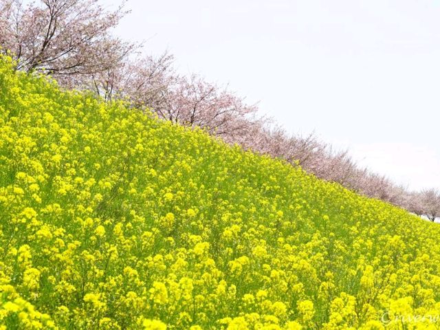 【栃木県】絵本みたいな可愛い桜の名所「思川桜堤」