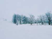 【極上パウダー】コスパ最強！カムイスキーリンクスで大満足❄️