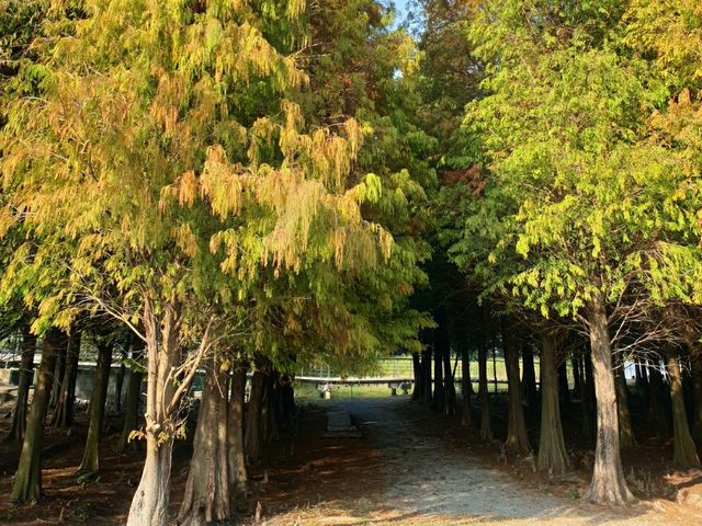 ป่าสน1000ปี🌲🌲