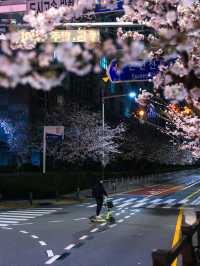 벚꽃이 가득한 온천천 카페거리 밤산책🌸🖤