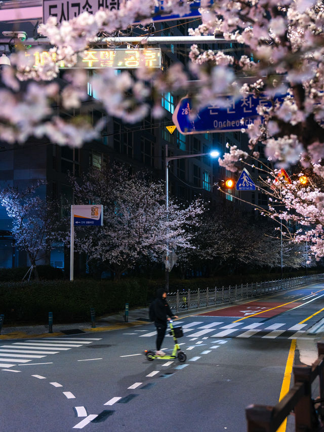 벚꽃이 가득한 온천천 카페거리 밤산책🌸🖤