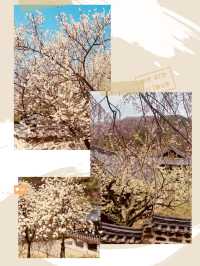 Spring's Historical Bloom: Uam Park's Cultural Cherry Blossom Experience
