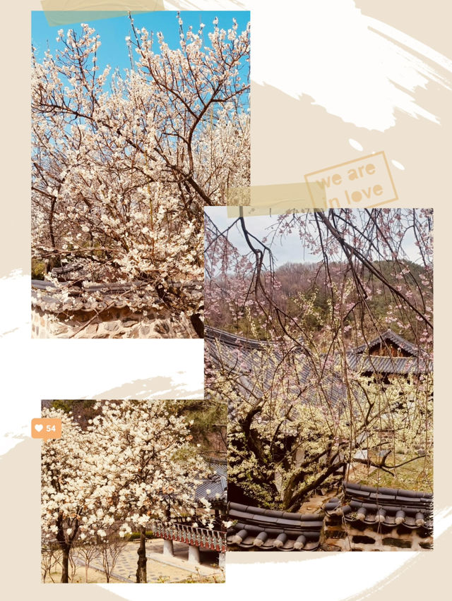 Spring's Historical Bloom: Uam Park's Cultural Cherry Blossom Experience