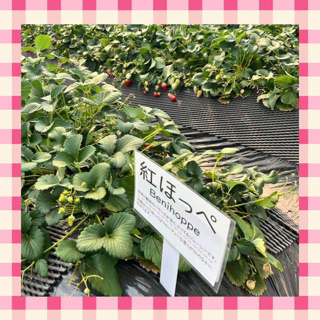 【千葉】でいちご狩り🍓