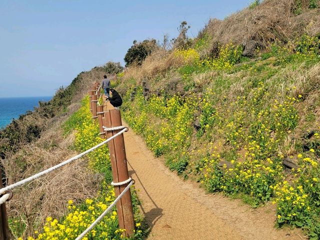 🌼서우봉 – 유채꽃 향기 가득한 봄날의 제주 여행
