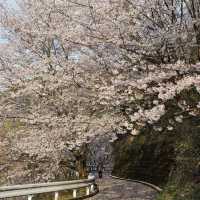 藻巖山·高地櫻花秘境