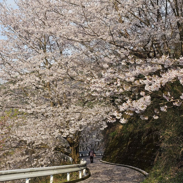 藻巖山·高地櫻花秘境