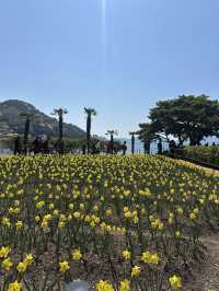 노오란 수선화가 가득한 ‘거제 공곶이’ 🌼🌻
