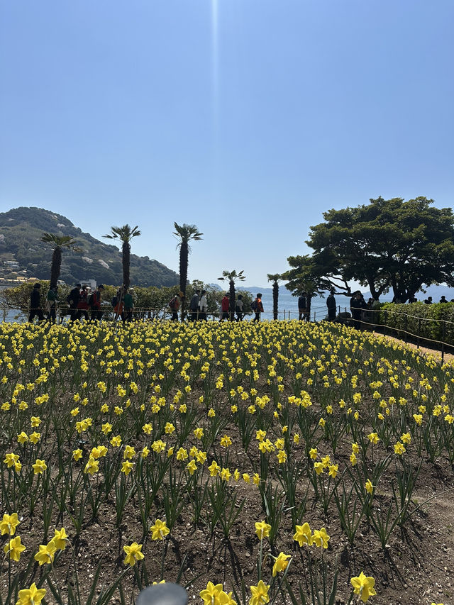 노오란 수선화가 가득한 ‘거제 공곶이’ 🌼🌻