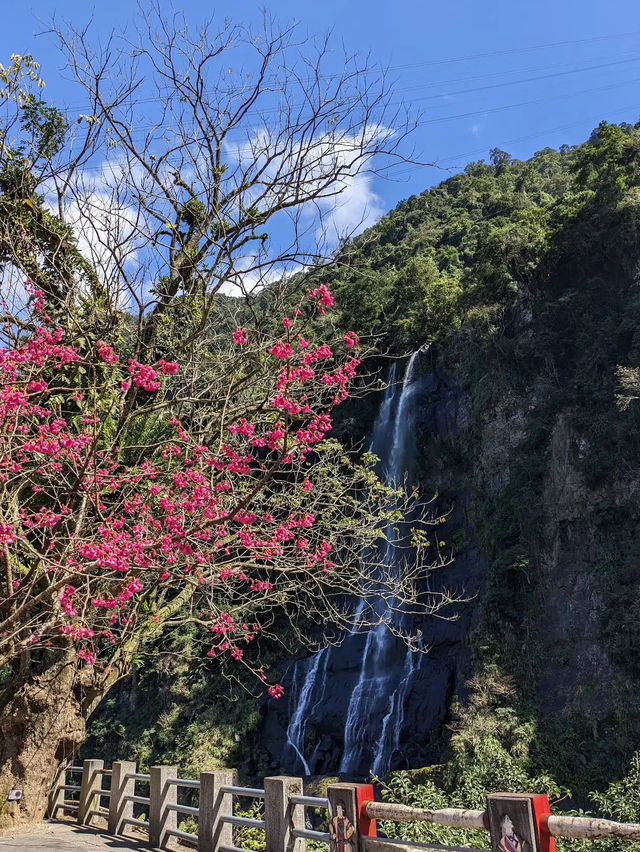 🌸** 烏來區以其自然美景**🌸
